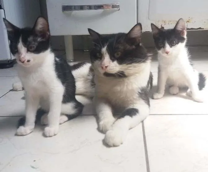 Gato ra a Short-hair idade 2 a 6 meses nome Frajola