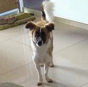 Cachorro raça Vira lata idade 2 a 6 meses nome Lucy
