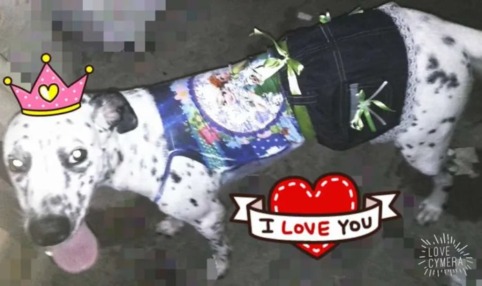 Cachorro raça Dálmata idade 1 ano nome Estrela