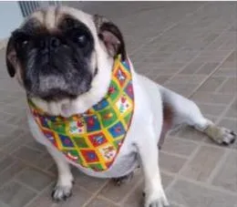 Cachorro raça Pug idade 5 anos nome Lola