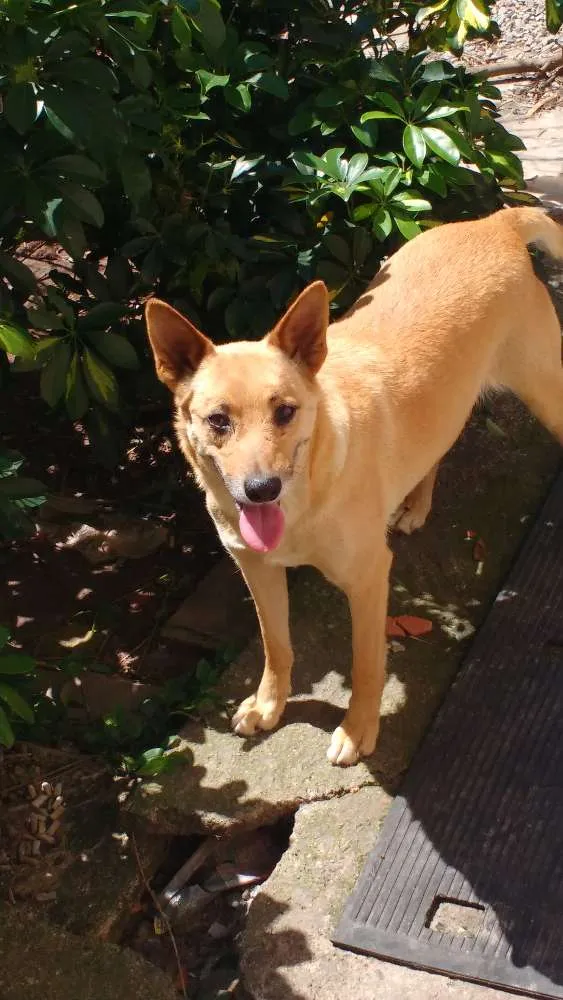 Cachorro ra a Vira lata idade 5 anos nome Zara