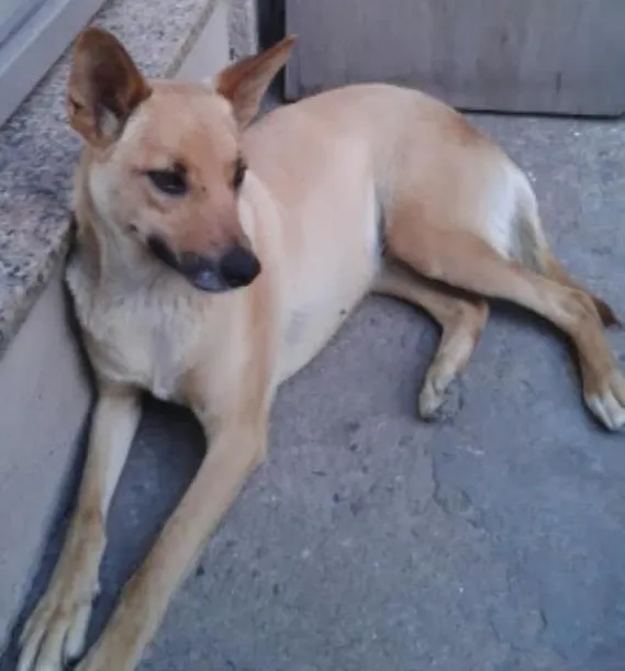 Cachorro ra a Vira lata idade 5 anos nome Zara