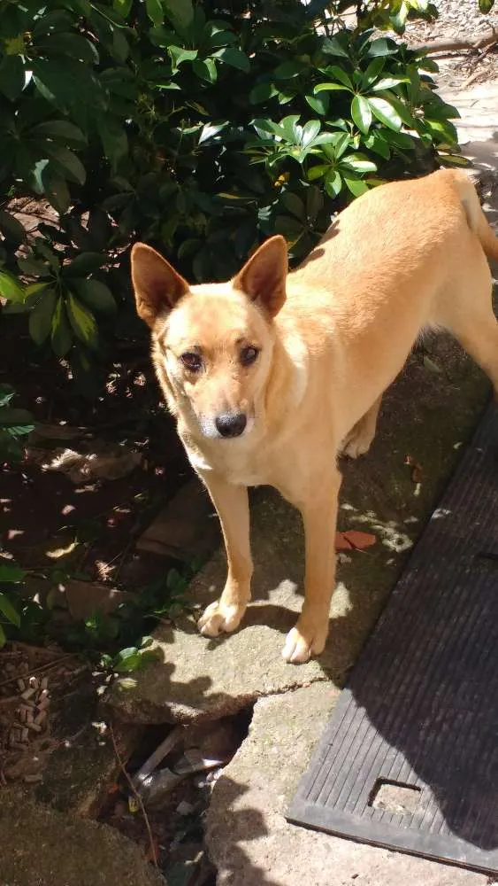 Cachorro ra a Vira lata idade 5 anos nome Zara