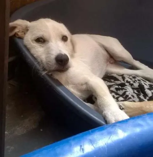 Cachorro ra a Vira lata  idade 2 a 6 meses nome Bethowen 