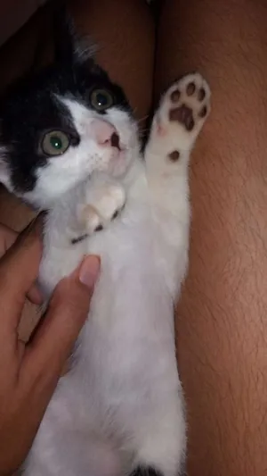 Gato raça Short-Hair idade 2 a 6 meses nome Kiara