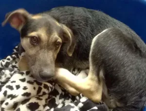 Cachorro raça Vira lata idade 2 a 6 meses nome Simba