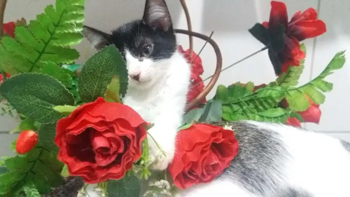 Gato ra a Short-Hair idade 2 a 6 meses nome Kiara