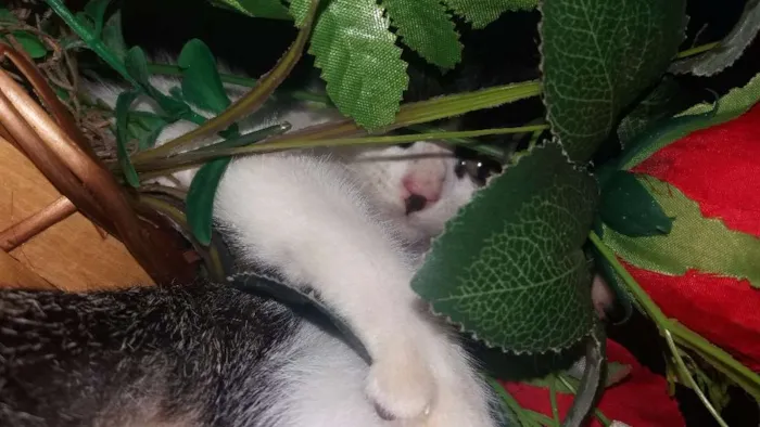 Gato ra a Short-Hair idade 2 a 6 meses nome Kiara