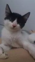 Kiara