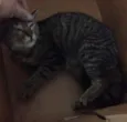 Tobias