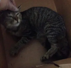 Gato raça SRD idade 2 a 6 meses nome Tobias