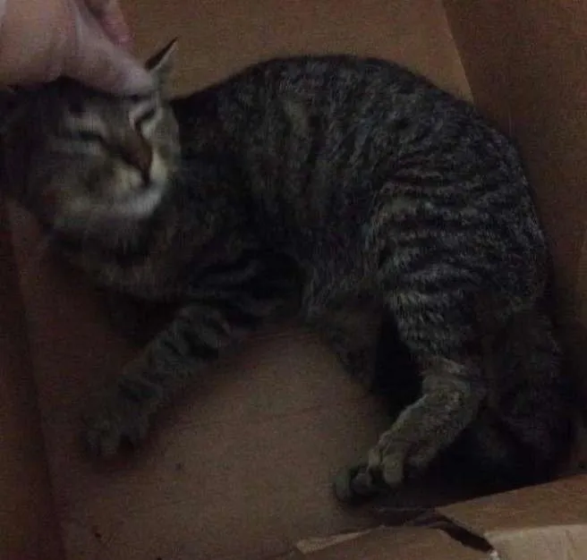 Gato ra a SRD idade 2 a 6 meses nome Tobias