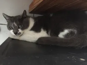 Gato raça SRD idade 4 anos nome Chaplin 