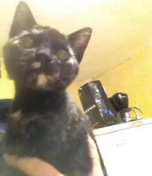 Gato raça SRD idade 2 a 6 meses nome Bibi