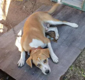 Cachorro raça Vira lata idade 1 ano nome Marley
