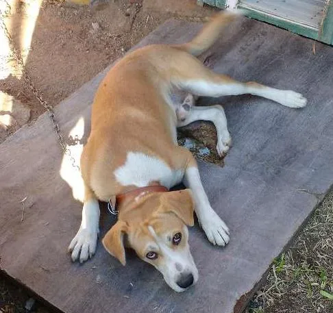 Cachorro ra a Vira lata idade 1 ano nome Marley