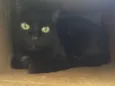 Paloma
