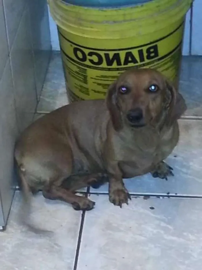 Cachorro ra a Basset-Cofap idade 4 anos nome Mel