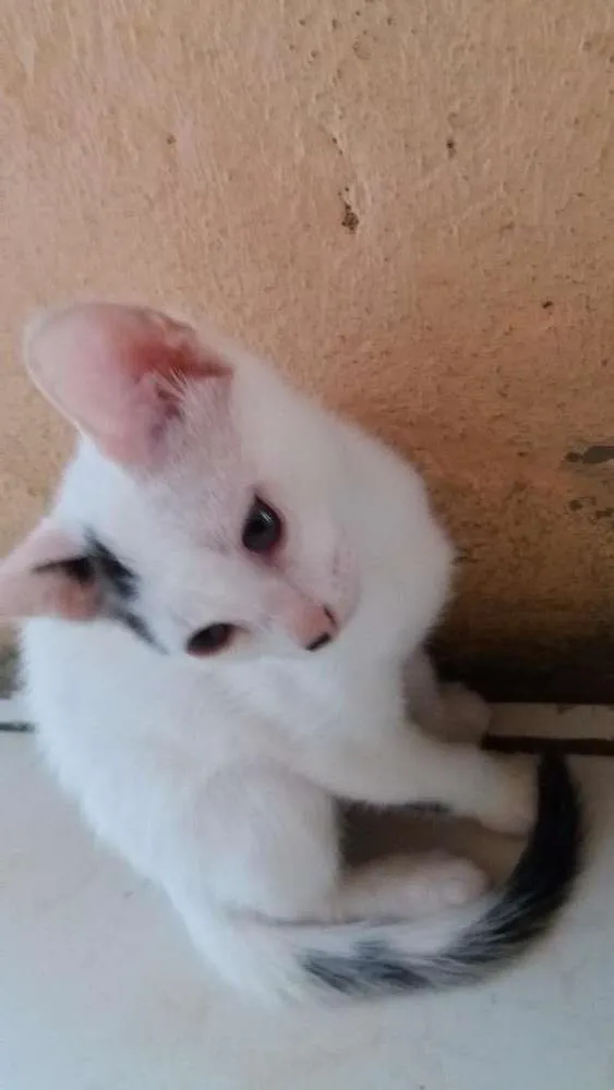 Gato ra a Short-Hair idade 2 a 6 meses nome Juju