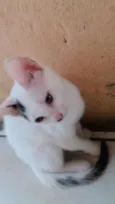 Juju