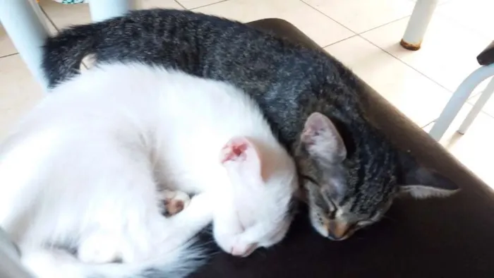 Gato ra a Short-Hair idade 2 a 6 meses nome Juju