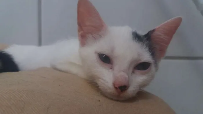 Gato ra a Short-Hair idade 2 a 6 meses nome Juju