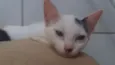 Juju
