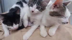 Gato raça Short-hair idade 2 a 6 meses nome Sasha