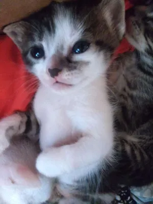 Gato raça Short-Hair idade 2 a 6 meses nome Henrico