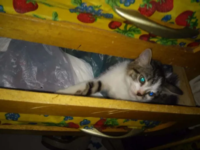 Gato ra a Short-Hair idade 2 a 6 meses nome Henrico