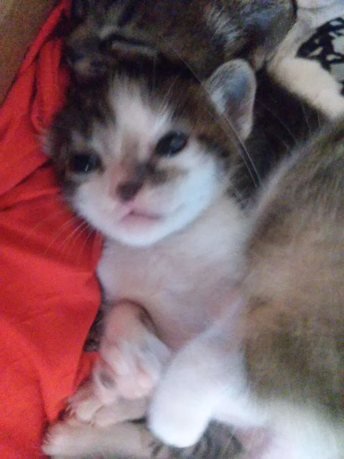 Gato ra a Short-Hair idade 2 a 6 meses nome Henrico