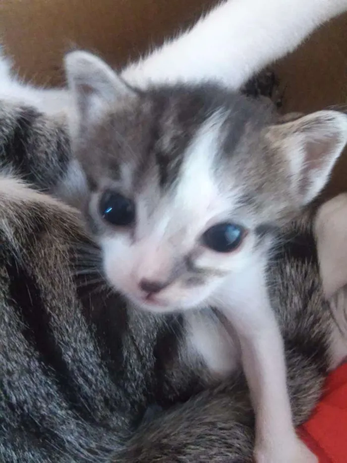 Gato ra a Short-Hair idade 2 a 6 meses nome Henrico