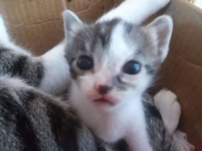 Gato ra a Short-Hair idade 2 a 6 meses nome Henrico
