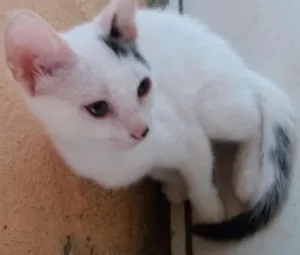 Gato raça Short-Hair idade 2 a 6 meses nome Juju