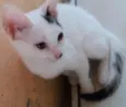 Juju