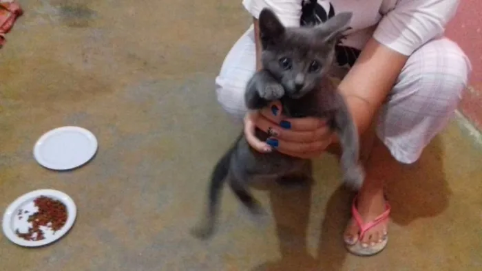 Gato ra a Sem raça definida idade 2 a 6 meses nome Sem nome definido