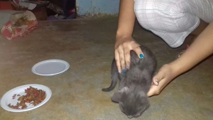 Gato ra a Sem raça definida idade 2 a 6 meses nome Sem nome definido