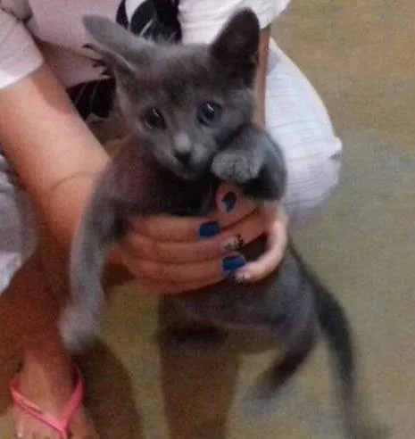 Gato ra a Sem raça definida idade 2 a 6 meses nome Sem nome definido
