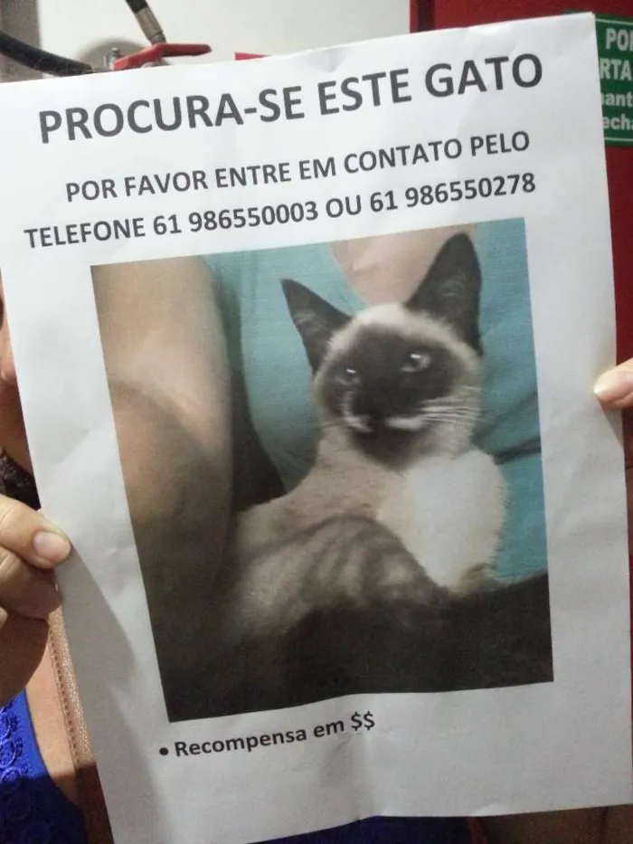 Gato ra a Viralata/siames idade 2 anos nome Tom GRATIFICA