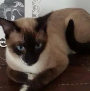 Gato raça Viralata/siames idade 2 anos nome Tom GRATIFICA