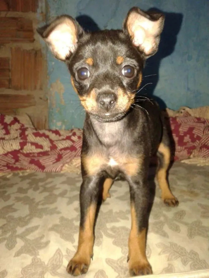 Cachorro ra a Pinscher idade Abaixo de 2 meses nome Lilica Repilica