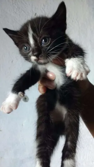 Gato raça  idade Abaixo de 2 meses nome Gatinho