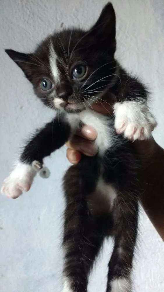 Gato ra a  idade Abaixo de 2 meses nome Gatinho