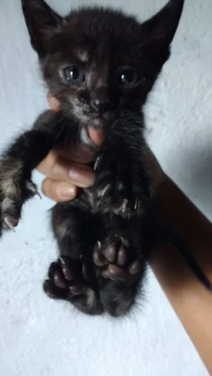 Gato raça  idade Abaixo de 2 meses nome Gatinho
