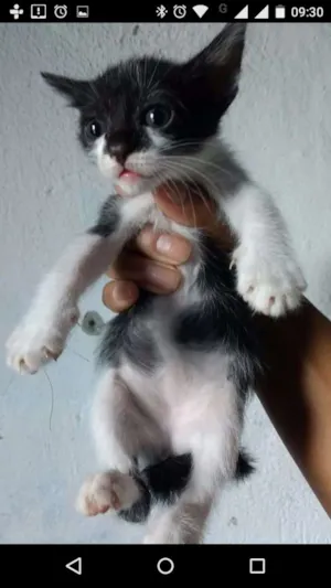 Gato raça  idade Abaixo de 2 meses nome Gatinho