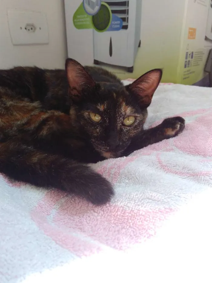 Gato ra a SRD idade 7 a 11 meses nome MALÚ