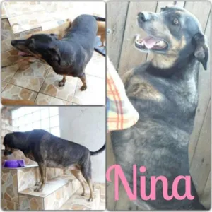 Cachorro raça SRD idade 2 anos nome Nina