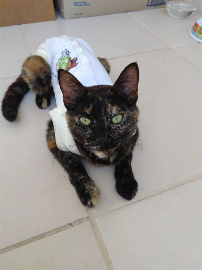 Gato ra a SRD idade 7 a 11 meses nome MALÚ