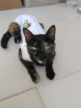 MALÚ