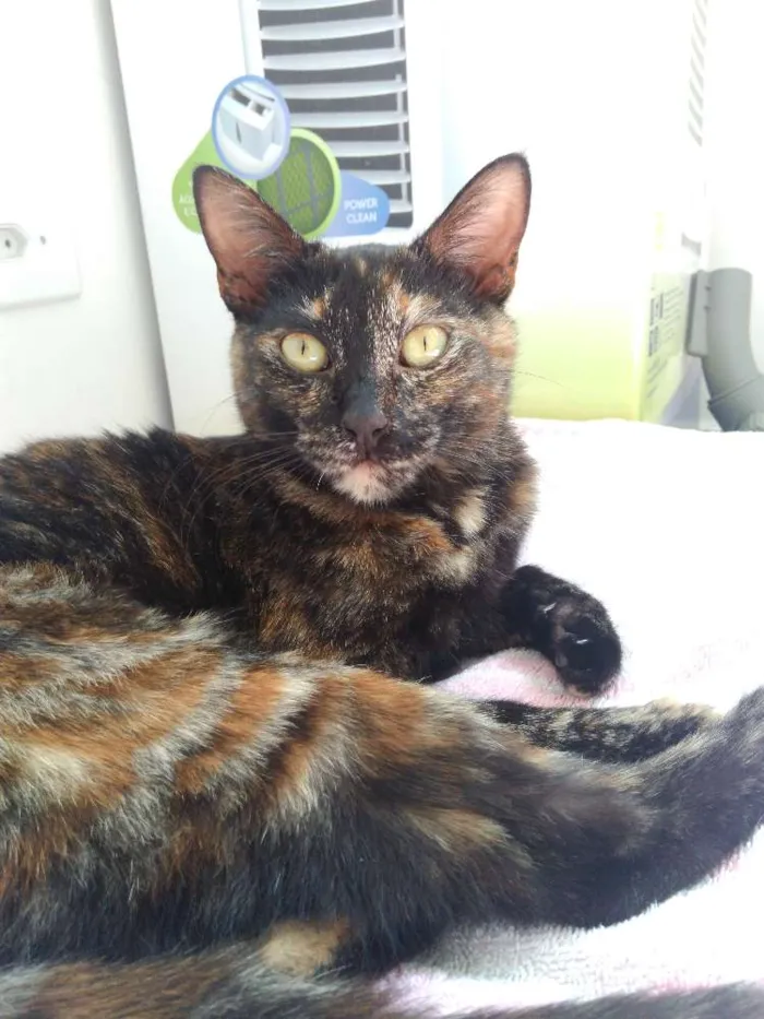 Gato ra a SRD idade 7 a 11 meses nome MALÚ